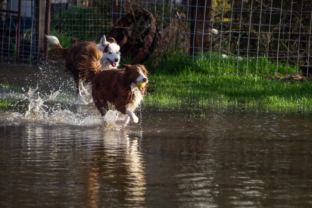 dog_with_ball.jpg