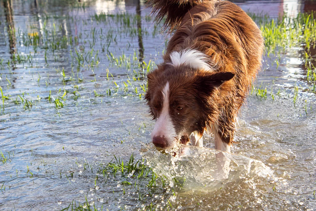 border_collie_ball.jpg