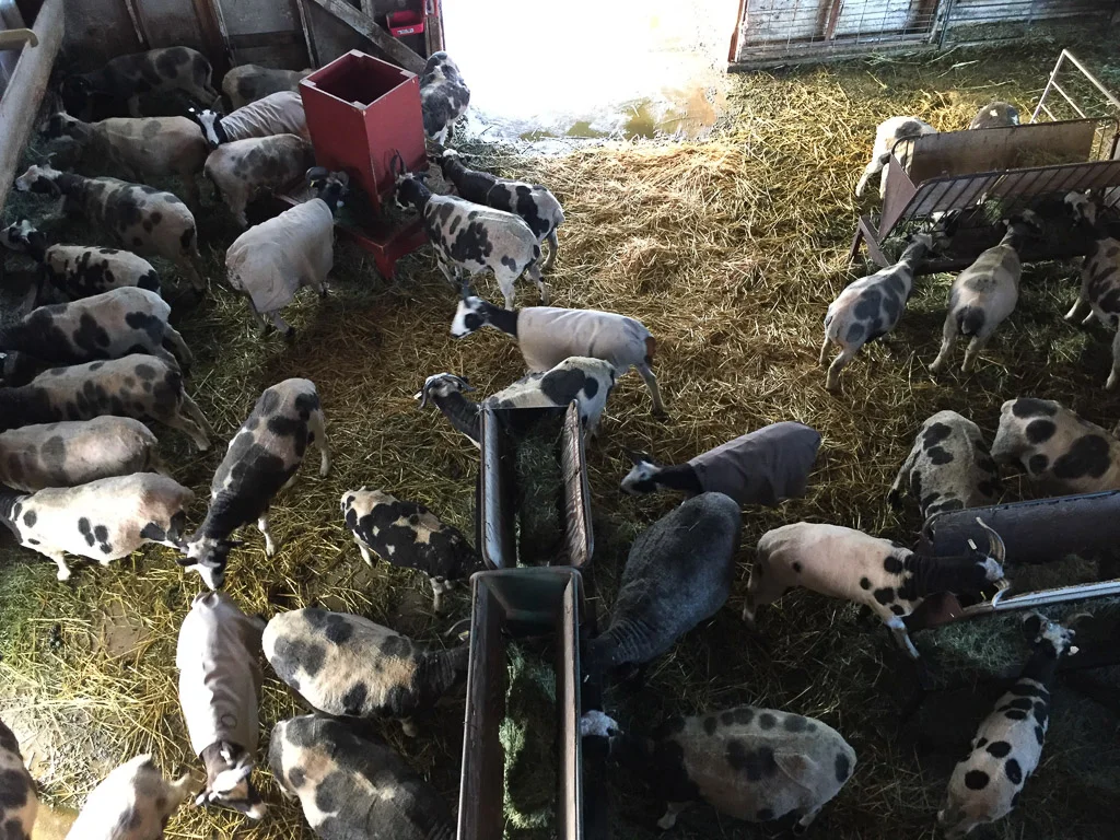 sheep_in_barn.jpg