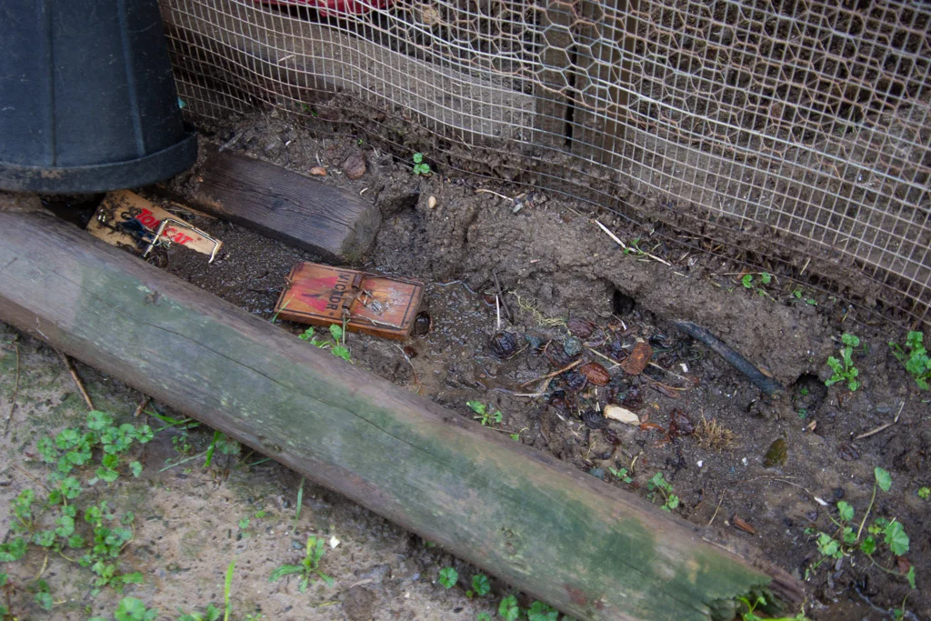 rat_traps.jpg