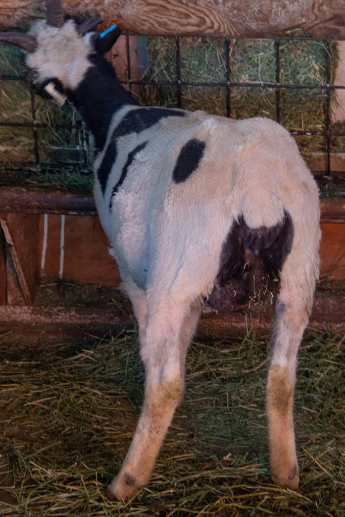 jacob_ewe_anise.jpg