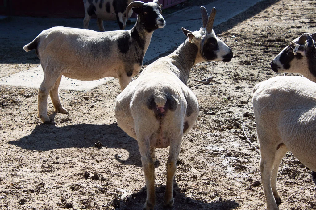 jacob_ewe_bronagh-2.jpg