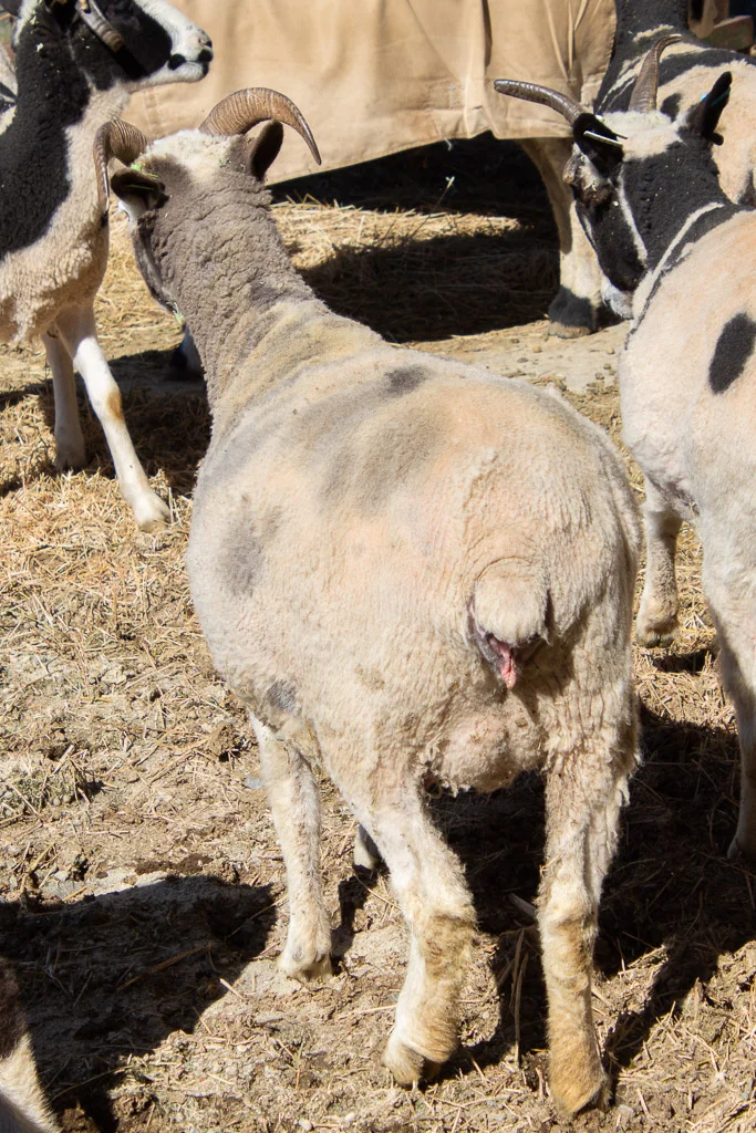jacob_ewe_shelby.jpg