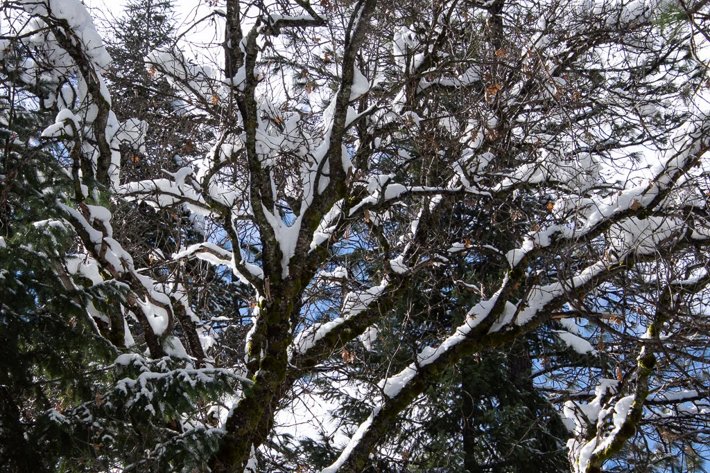snowy_branches.jpg