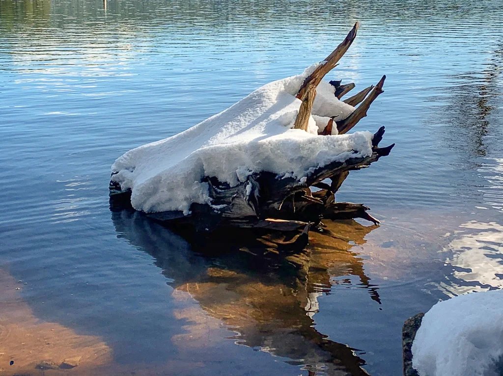stump_in_lake.jpg