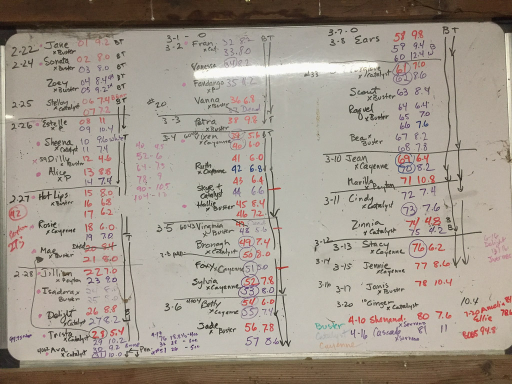 2018_lambing_board.jpg