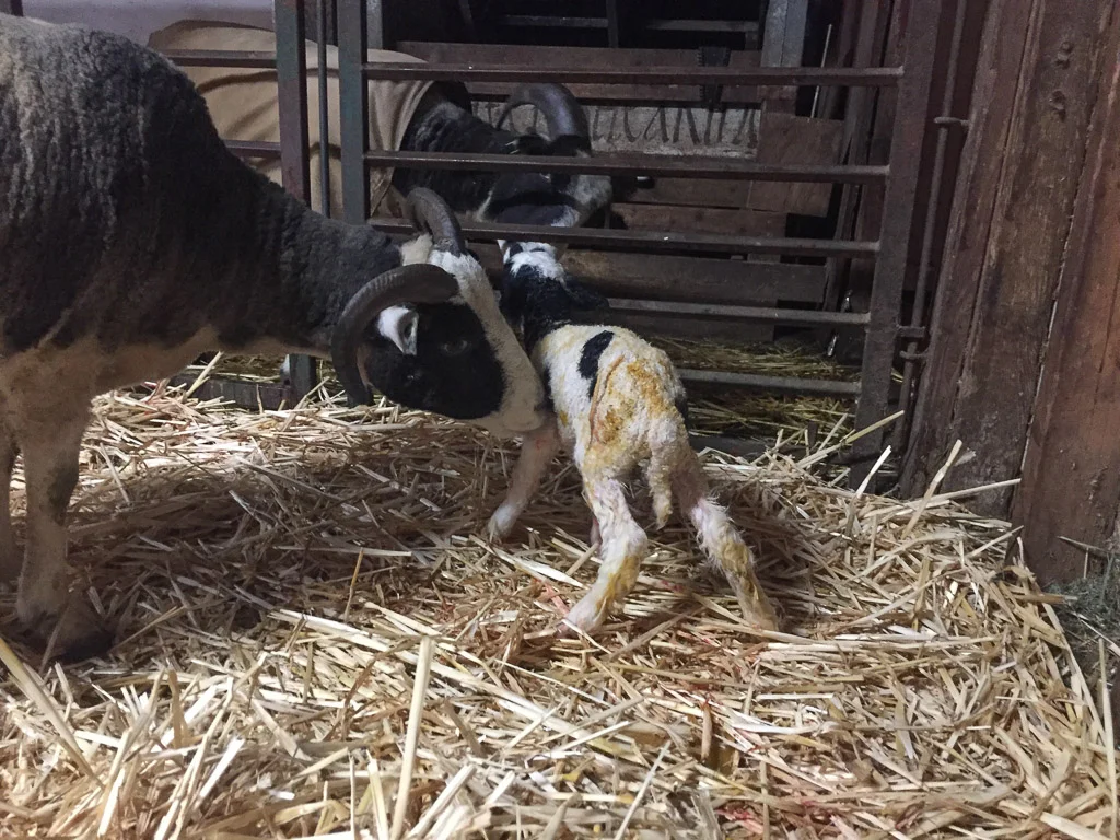jacob_ewe_with_lamb.jpg
