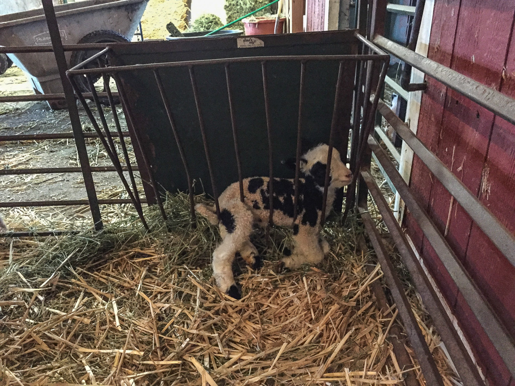 lamb in feeder.jpg