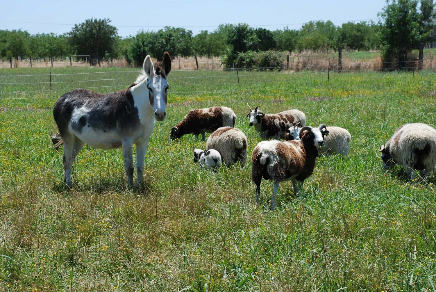 Ewes grazing with donkey