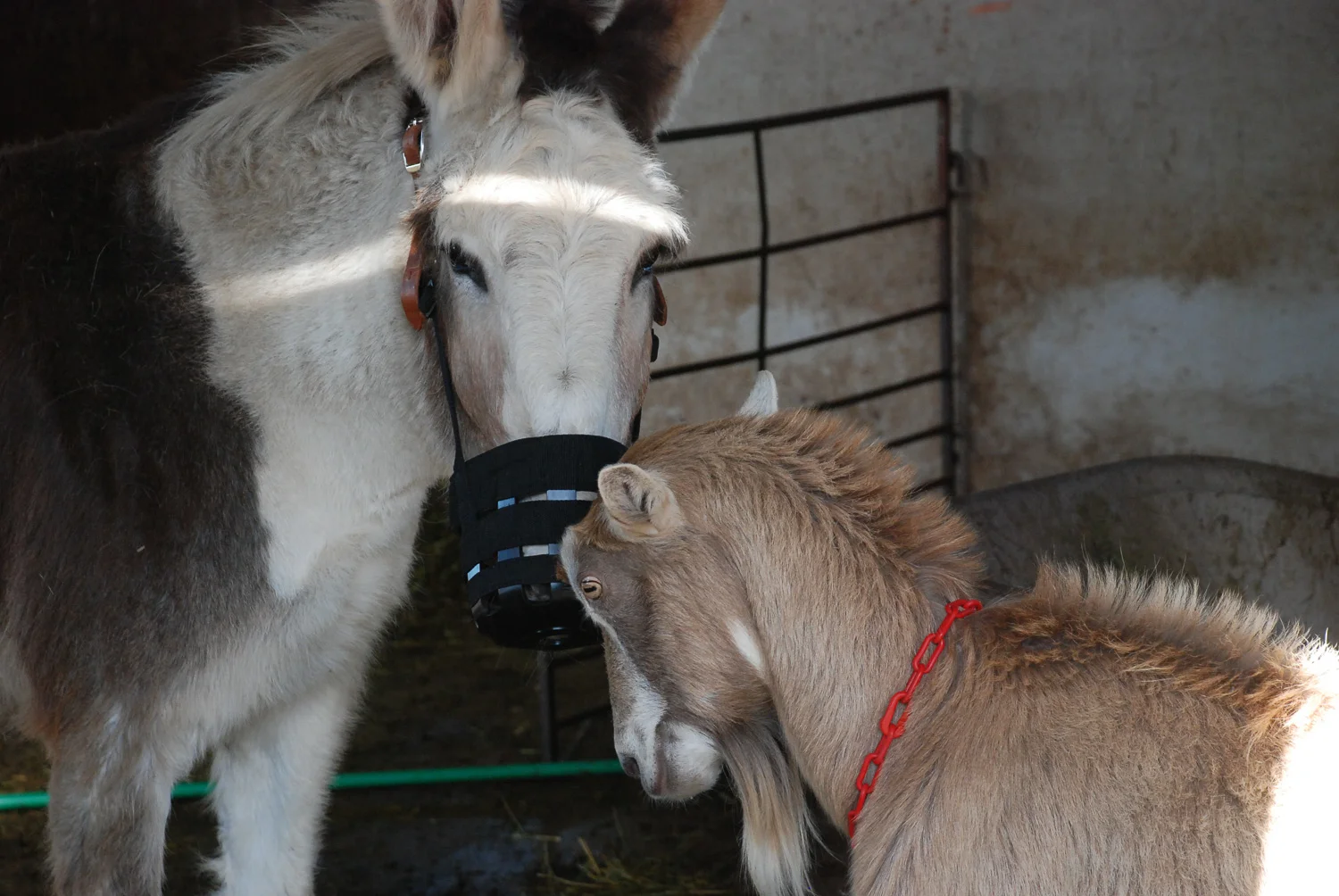 Donkey and goat.