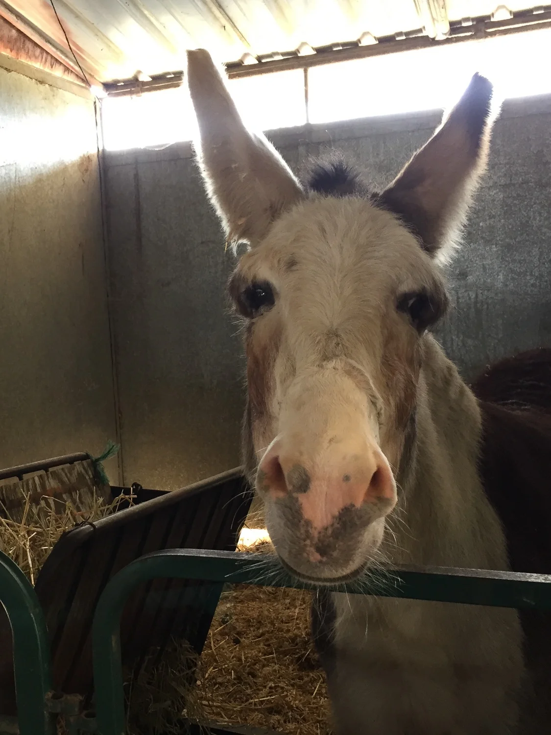 Amaryllis the donkey.