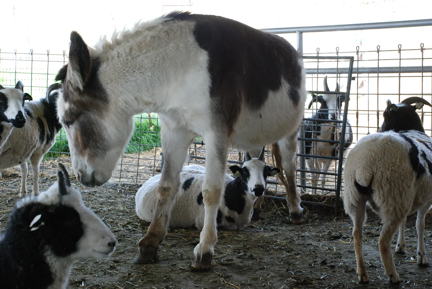 Donkey scratching belly