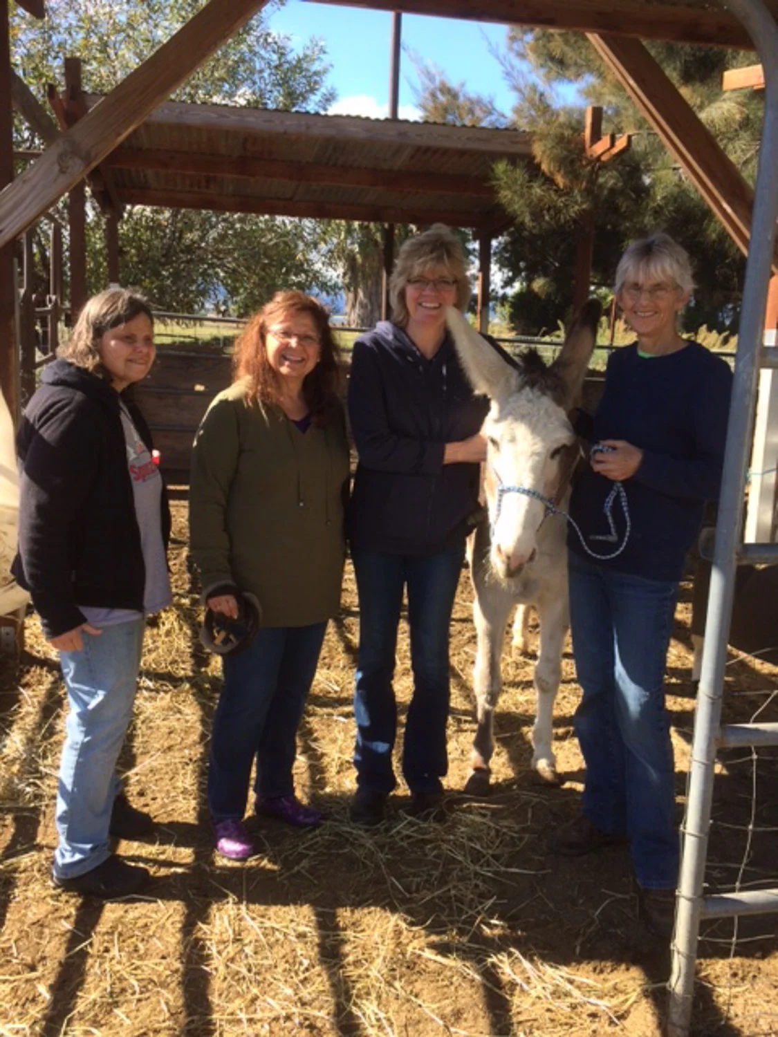 Donkey with friends.