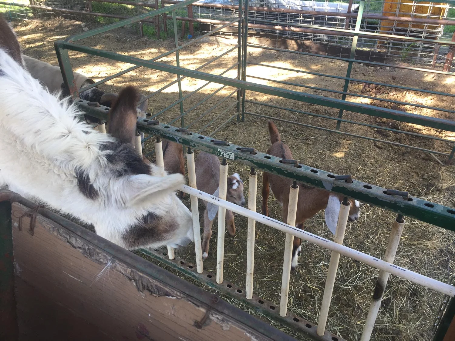 Donkey and goat kids.