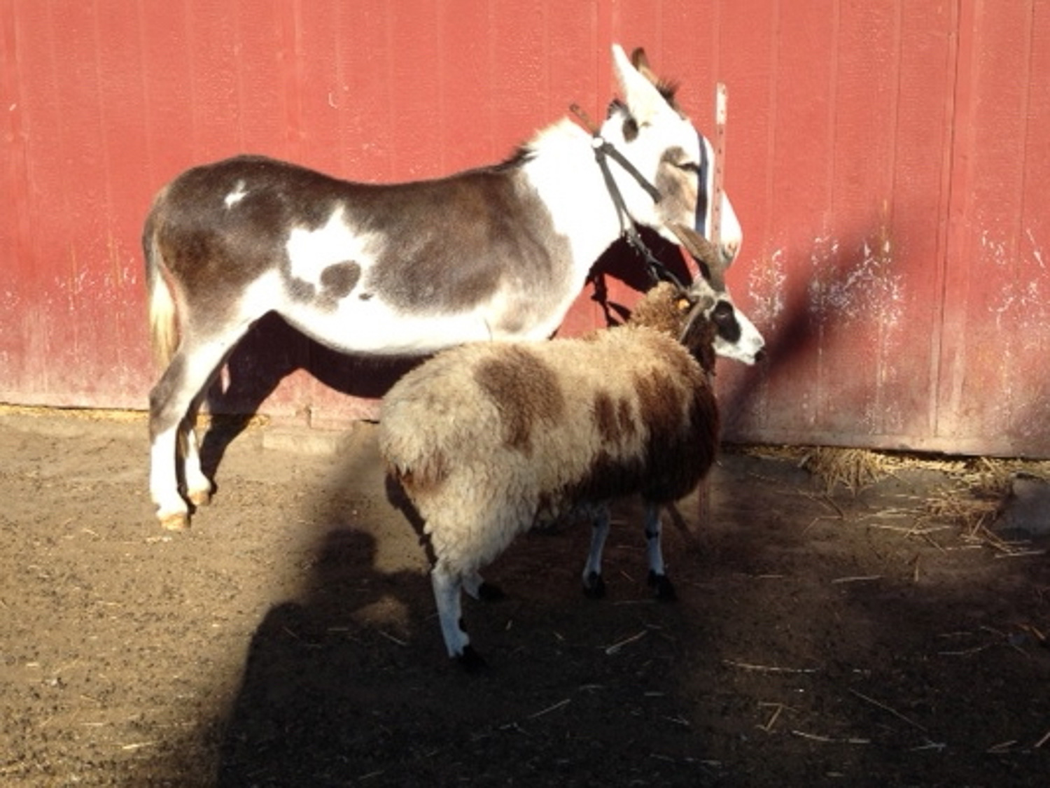 Donkey and Jacob sheep