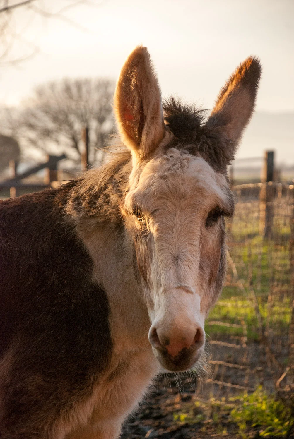 Donkey view.