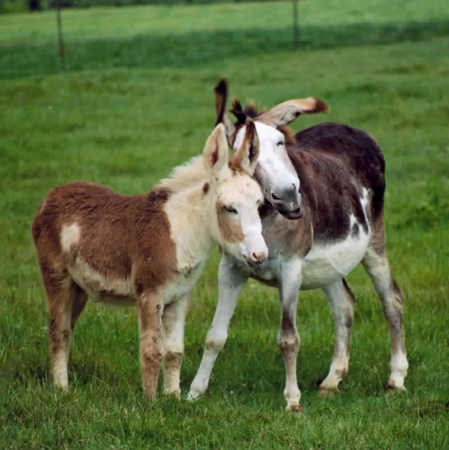Donkey mom and baby.