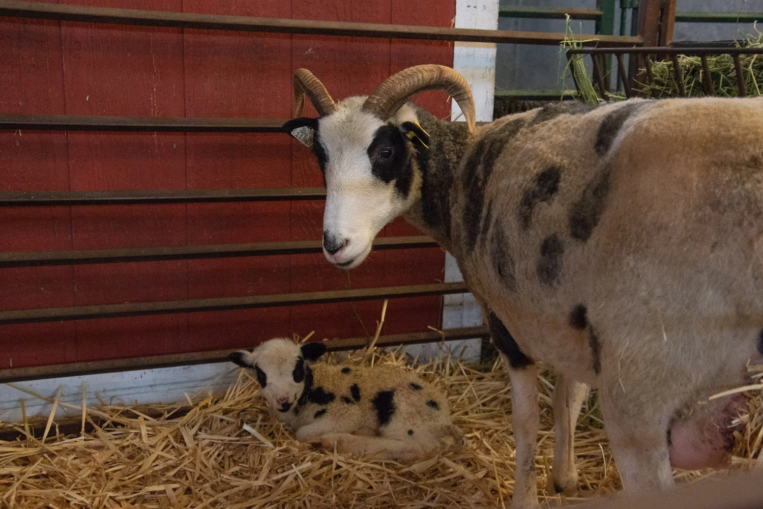Jacob ewe and lambs