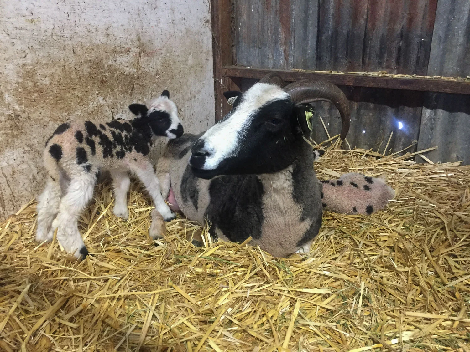 Jacob ewe Ava with twins.