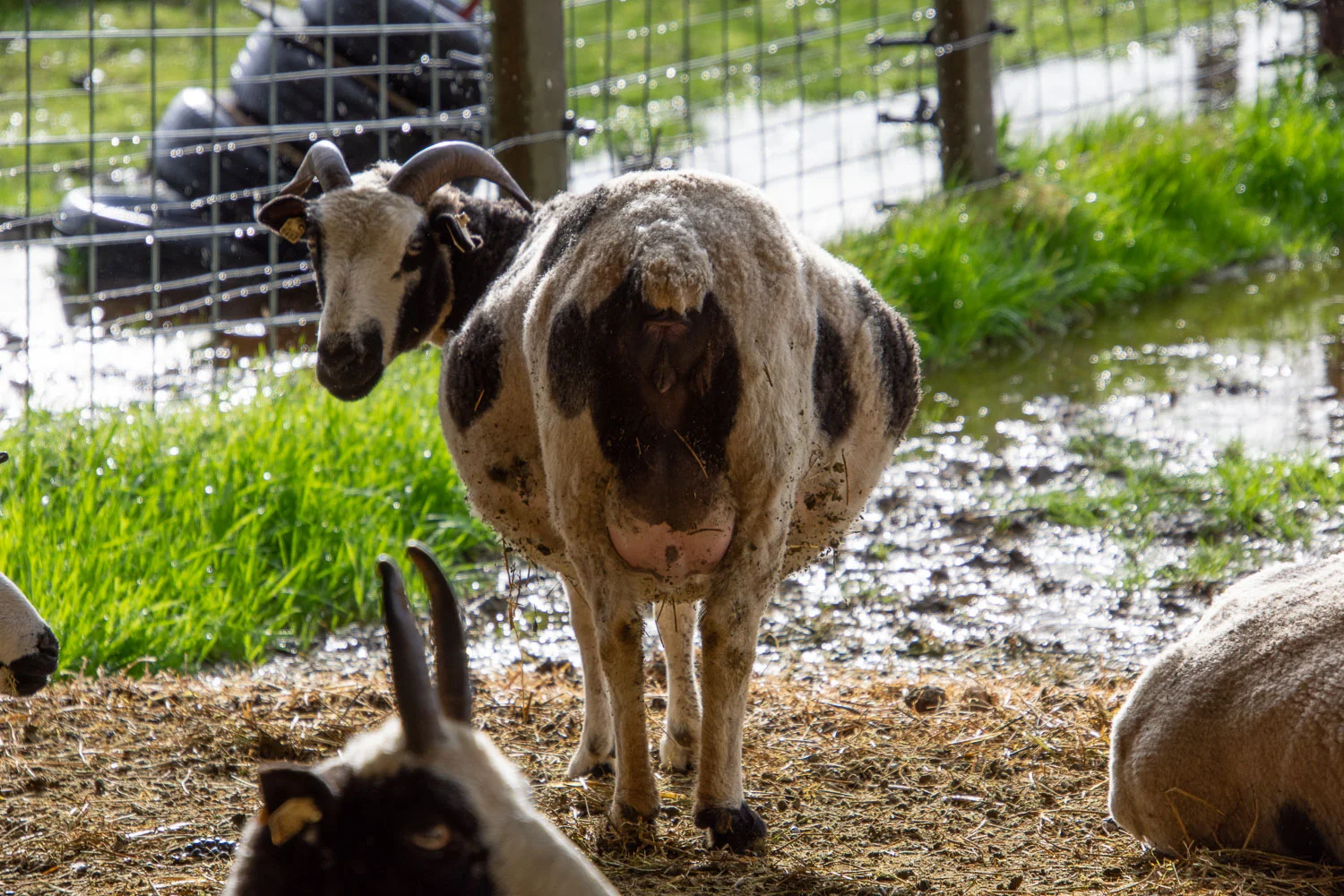 Pregnant Jacob ewe.