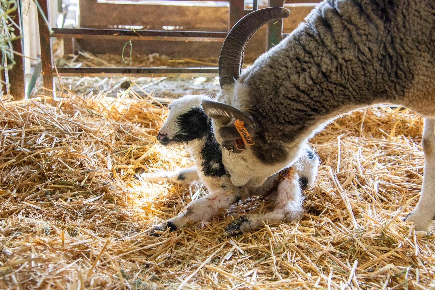 New lamb trying to stand.