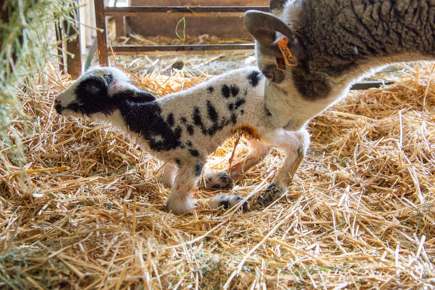 New lamb getting to it’s feet.