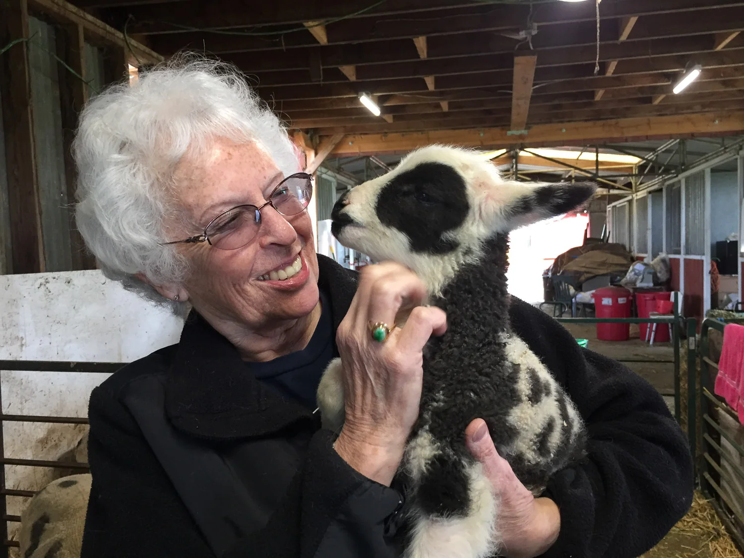 Cuddling lambs at spinners day out.