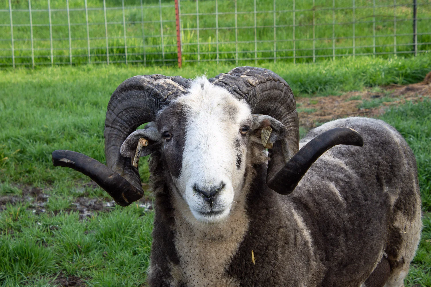 Jacob ram, Meridian Cayenne