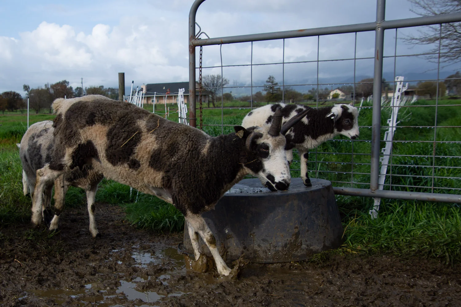 Ewes jumping mud.