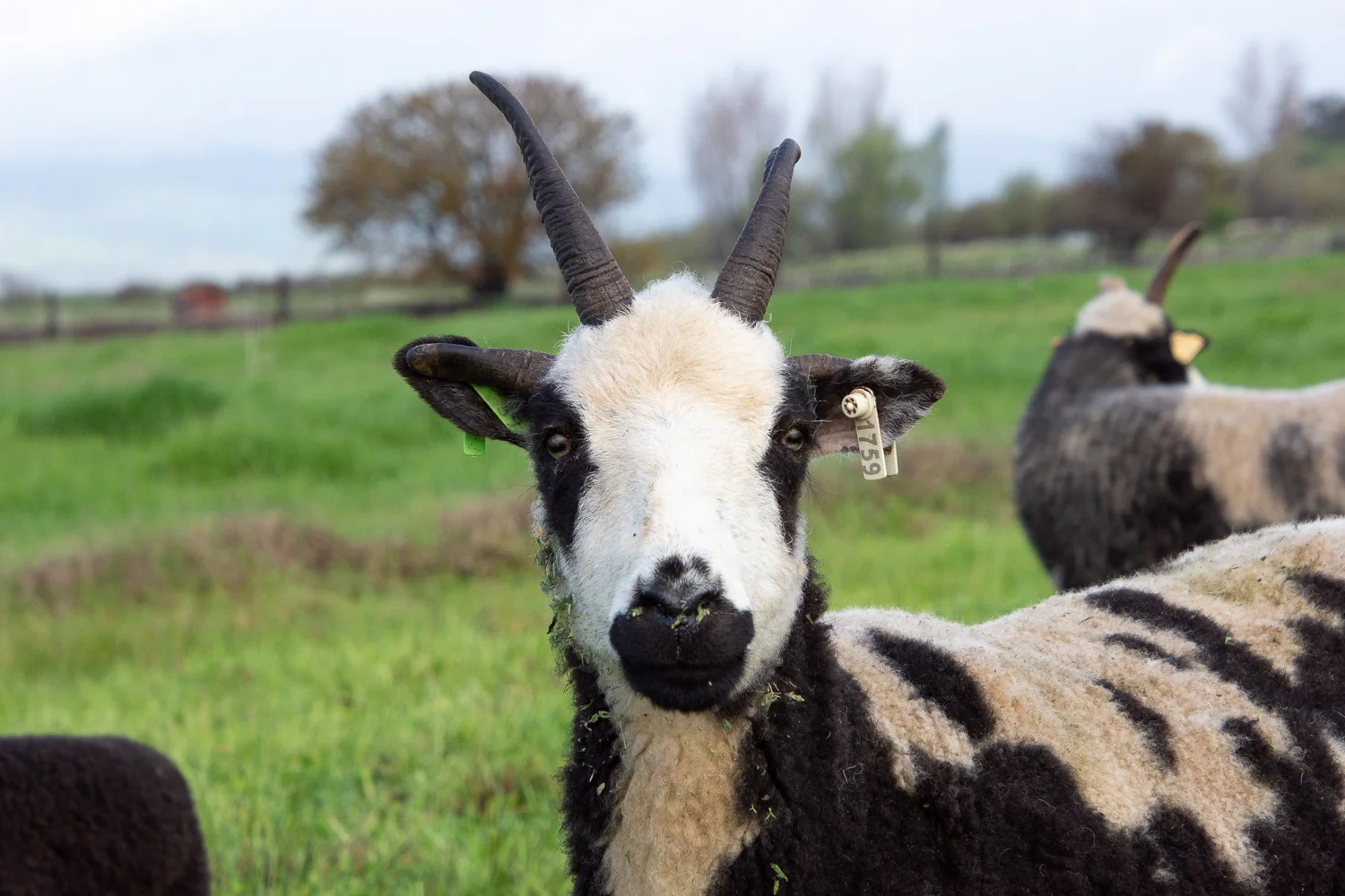 Meridian Dilly, Jacob ewe.