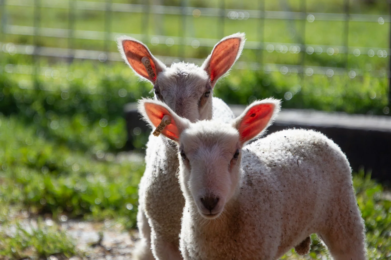 BFL-X lambs