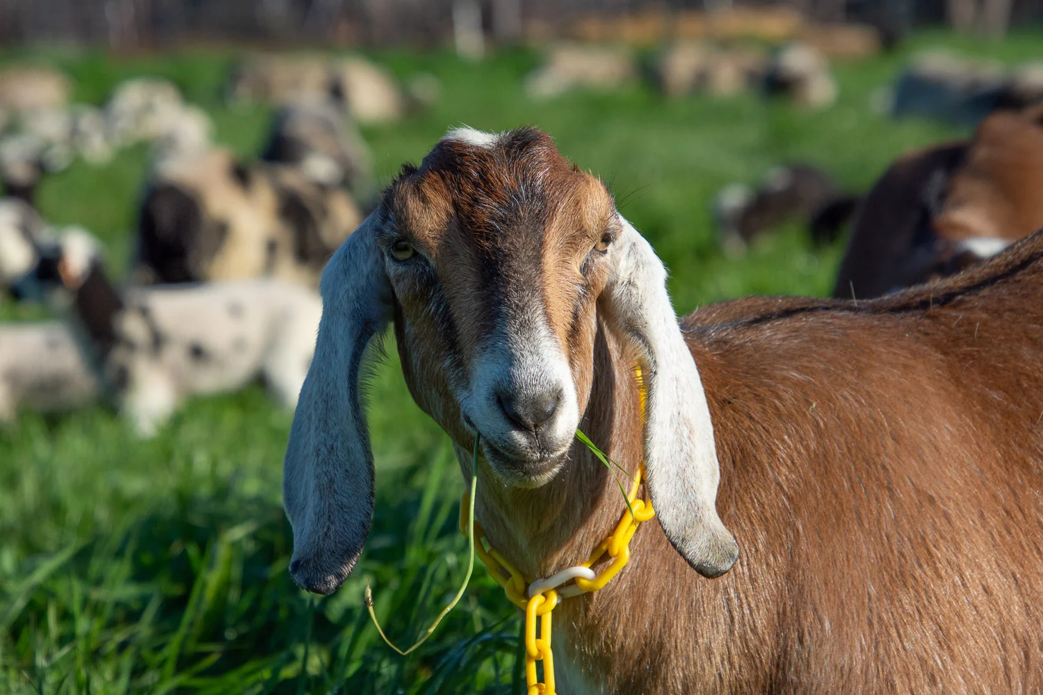 Nubian goat.