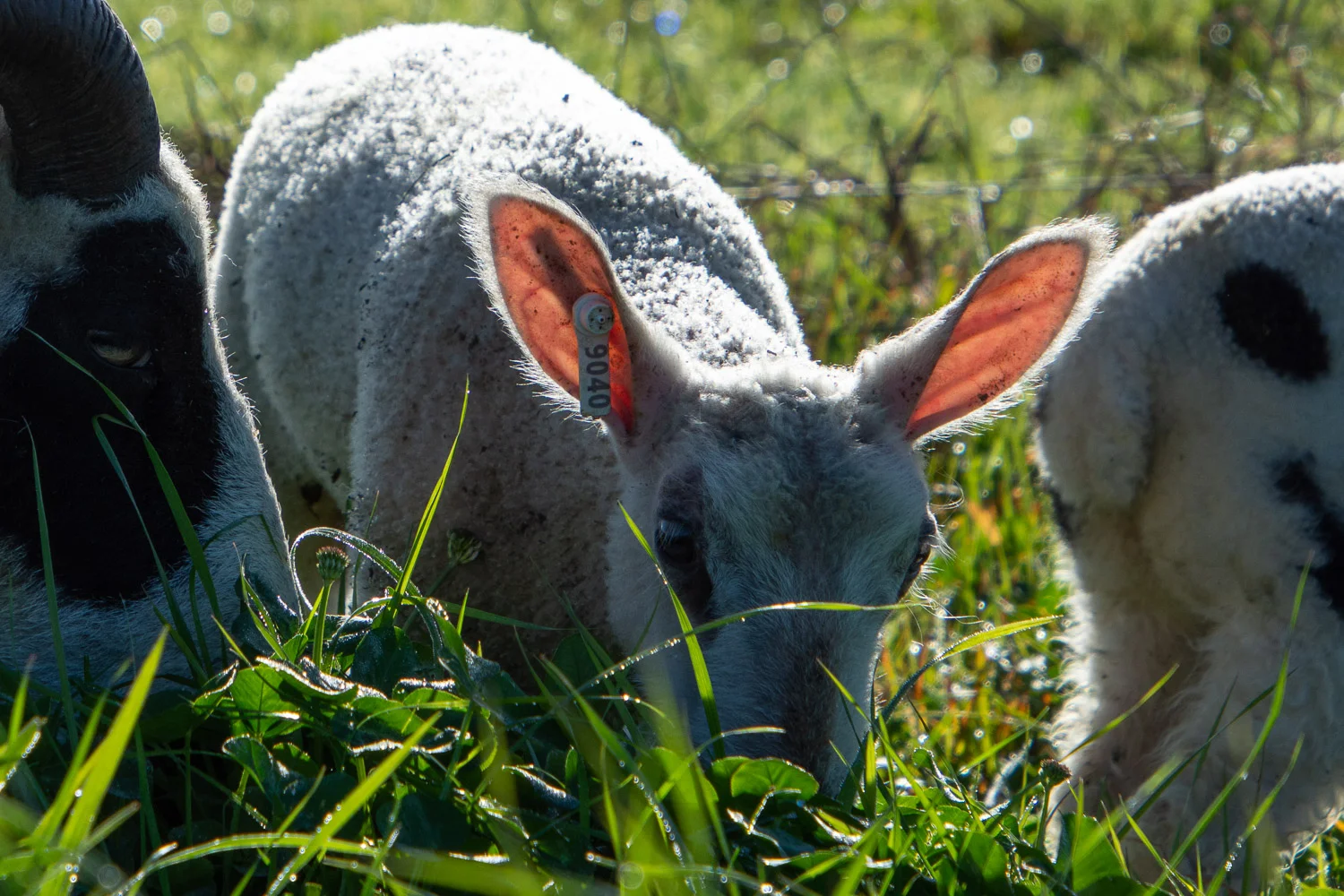 BFL-cross lamb with sunlight shining through his ears.