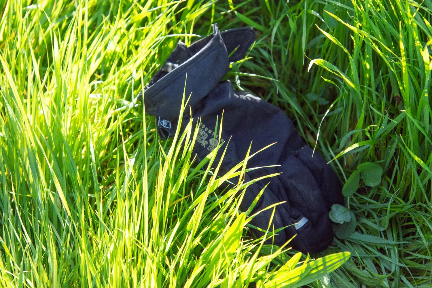 Glove in the pasture.