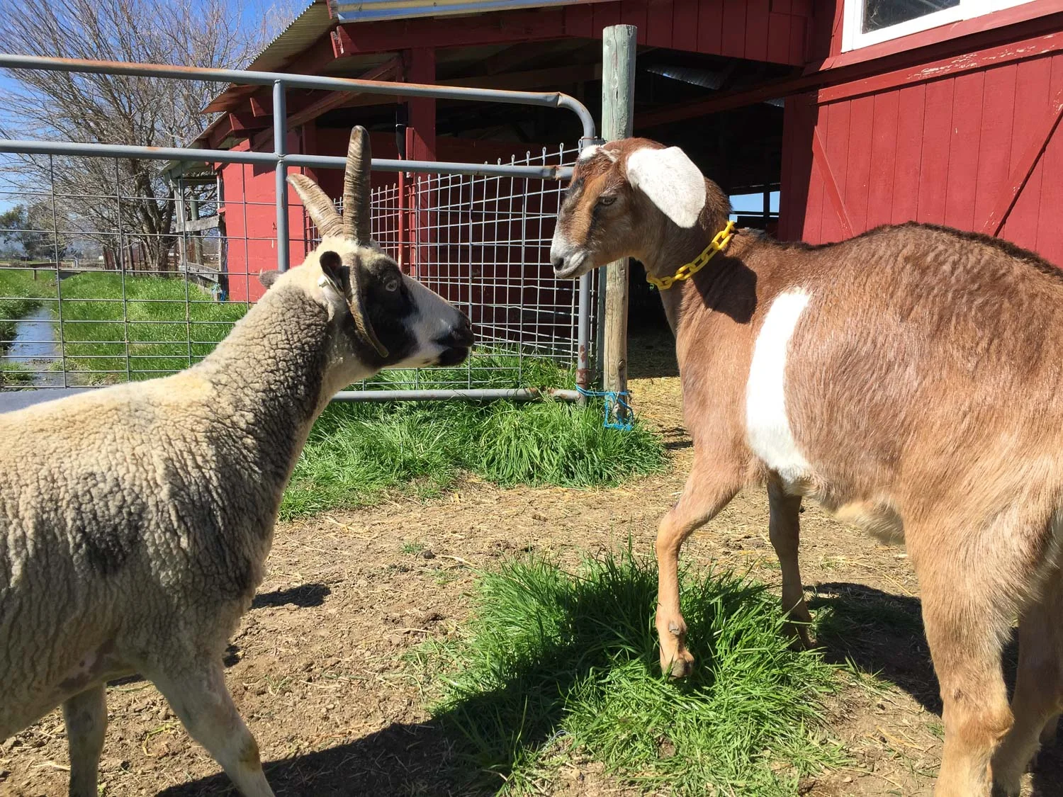 Goats meet a sheep.