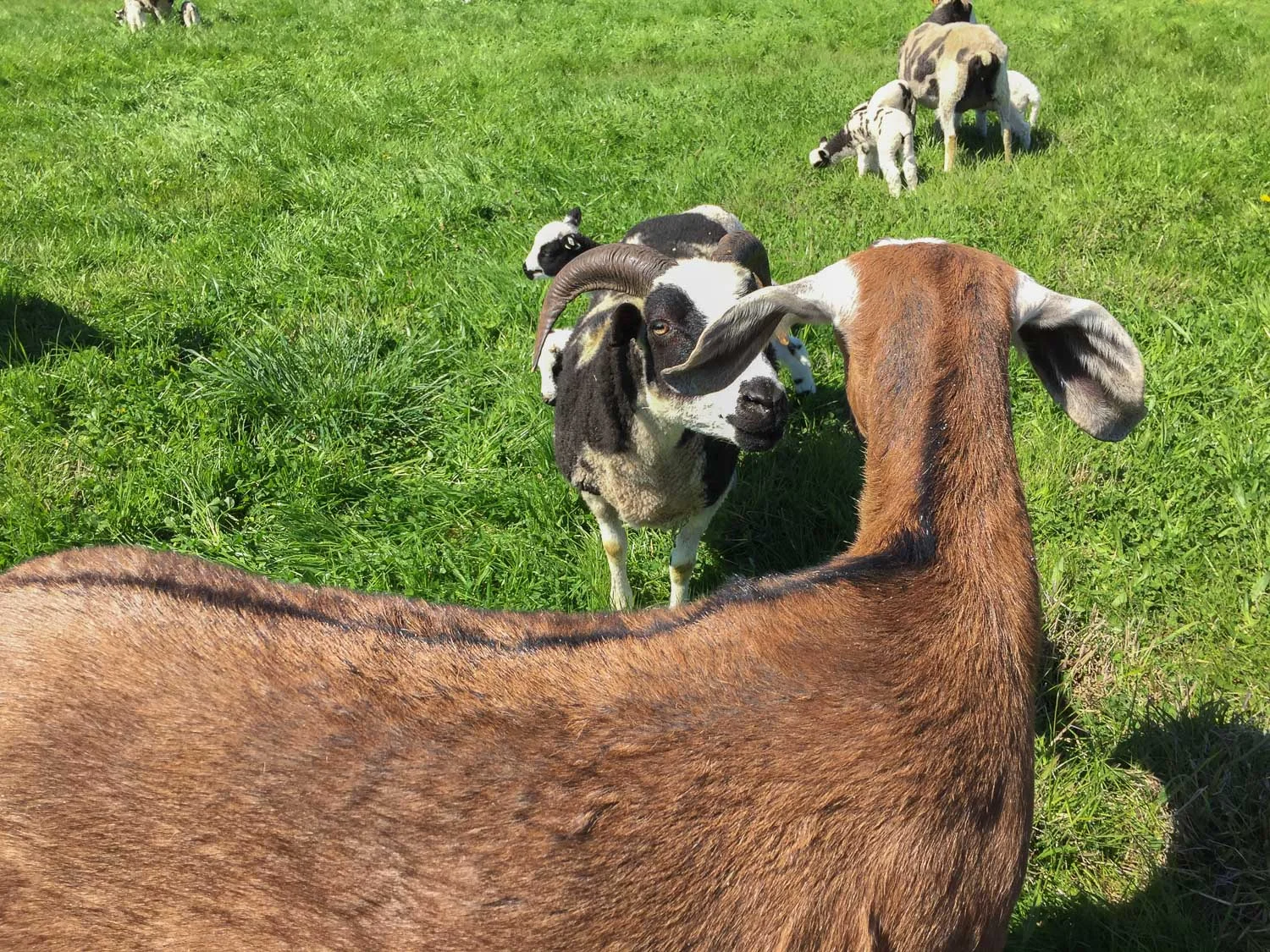 Sheep investigating goat.