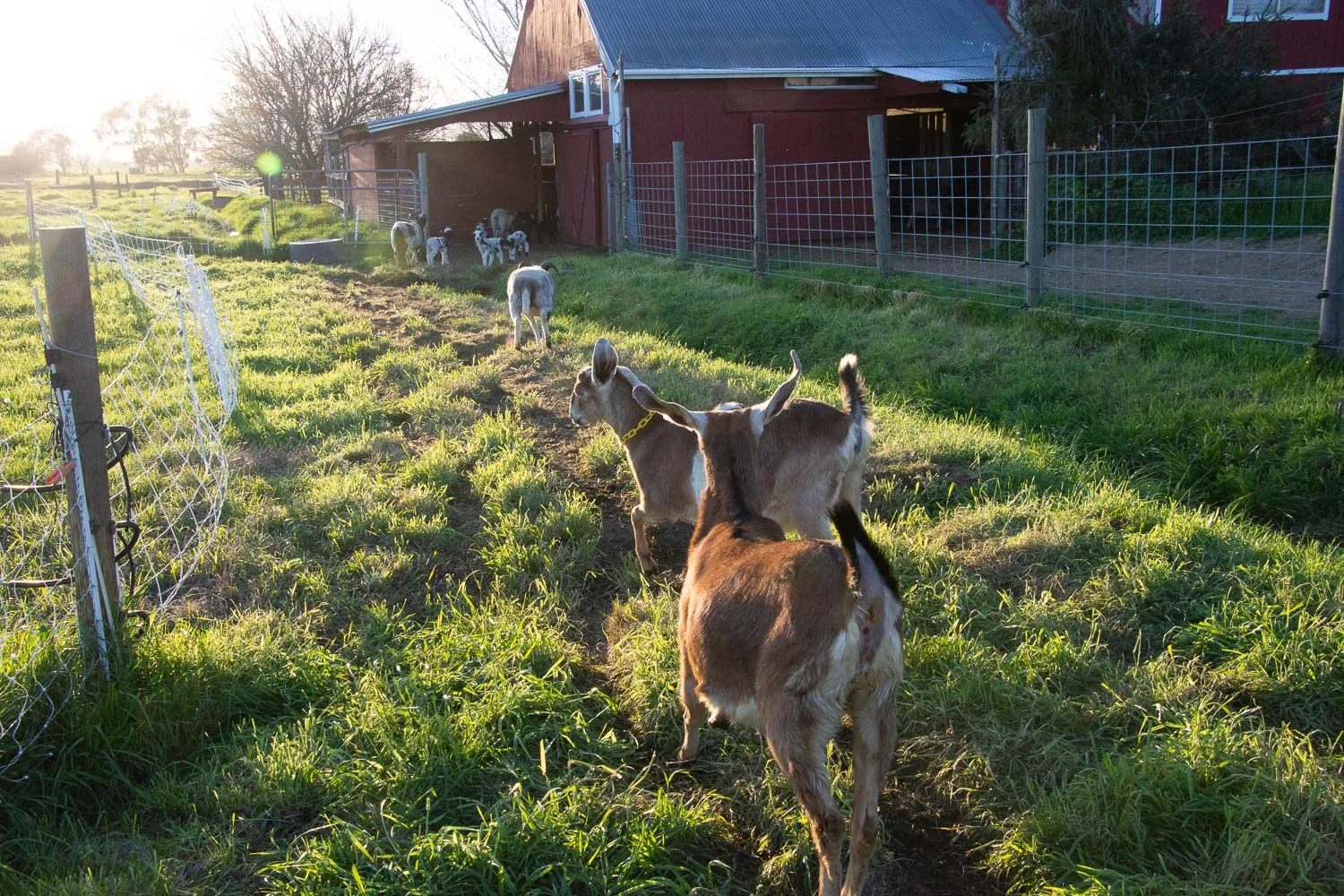 Goats running to barn.