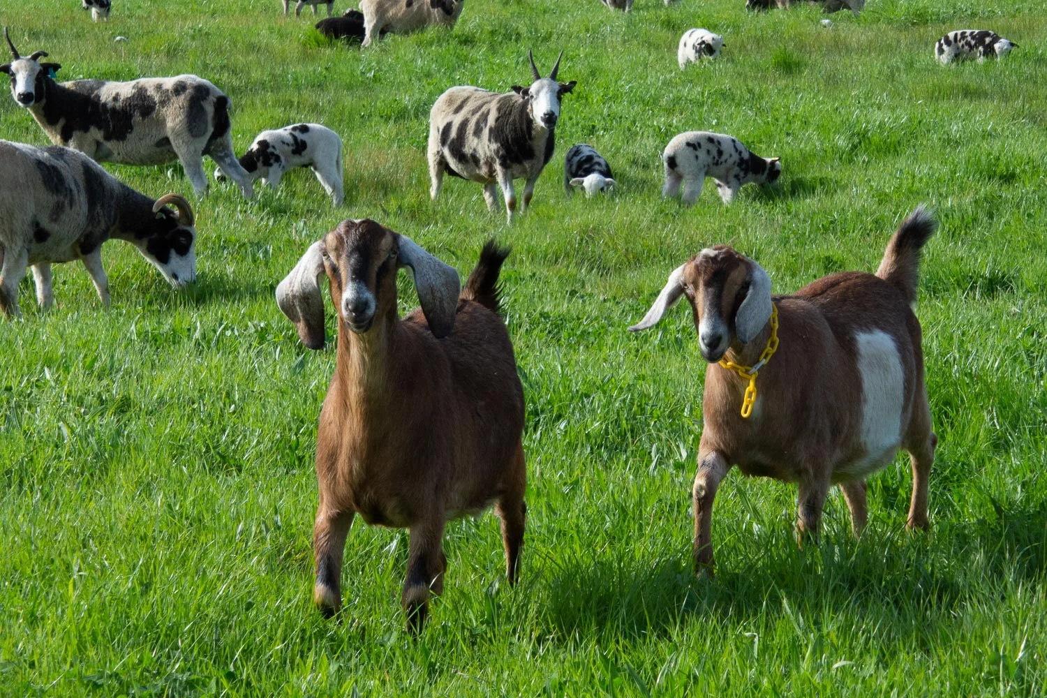 Goats in pasture.