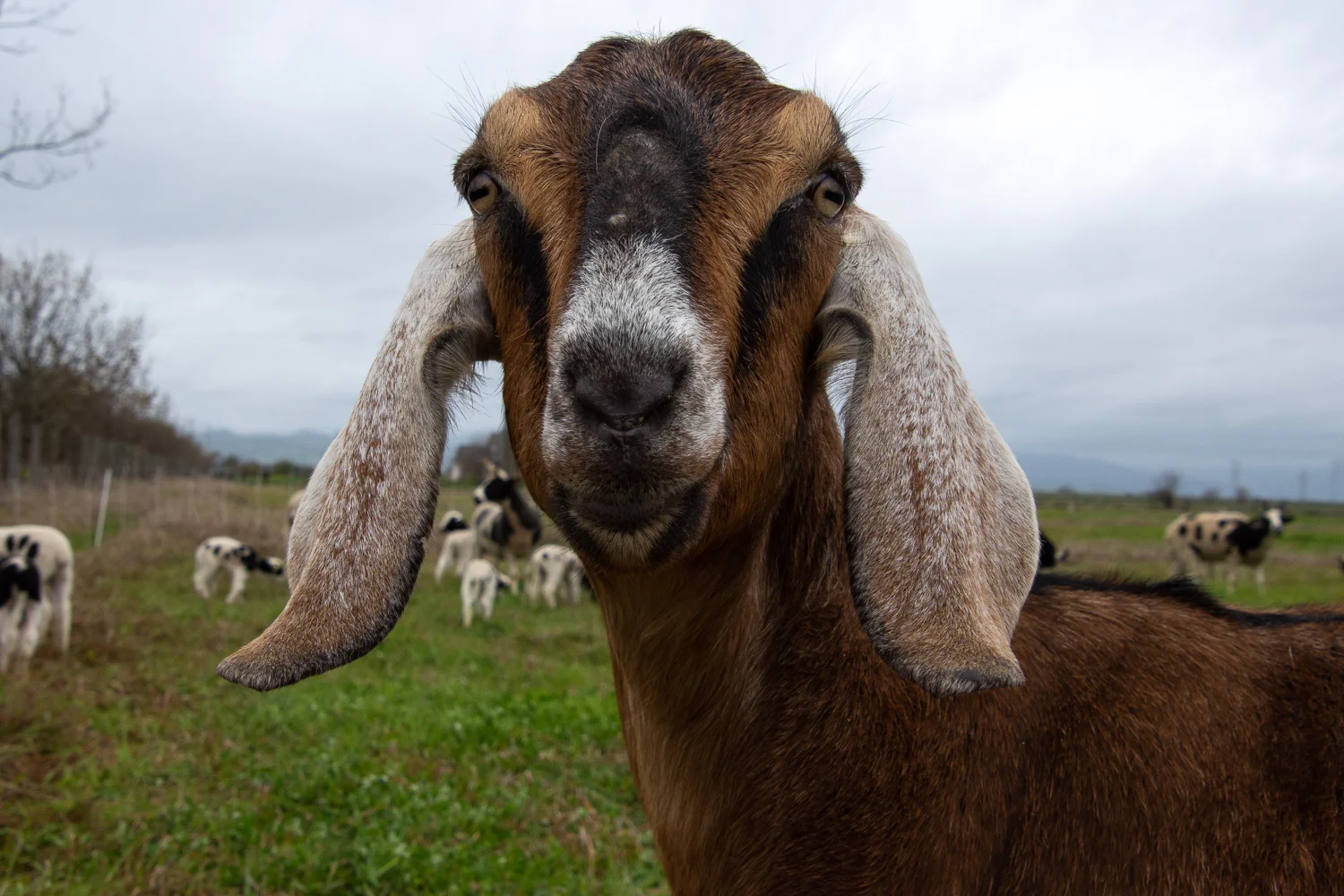 Nubian goat, Amelia.