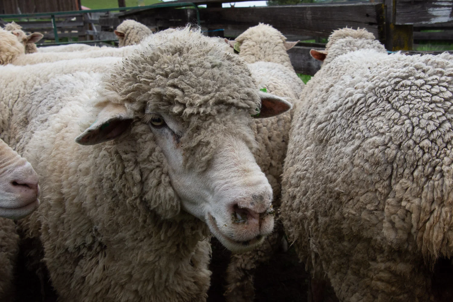 Ewe ready to be shorn.