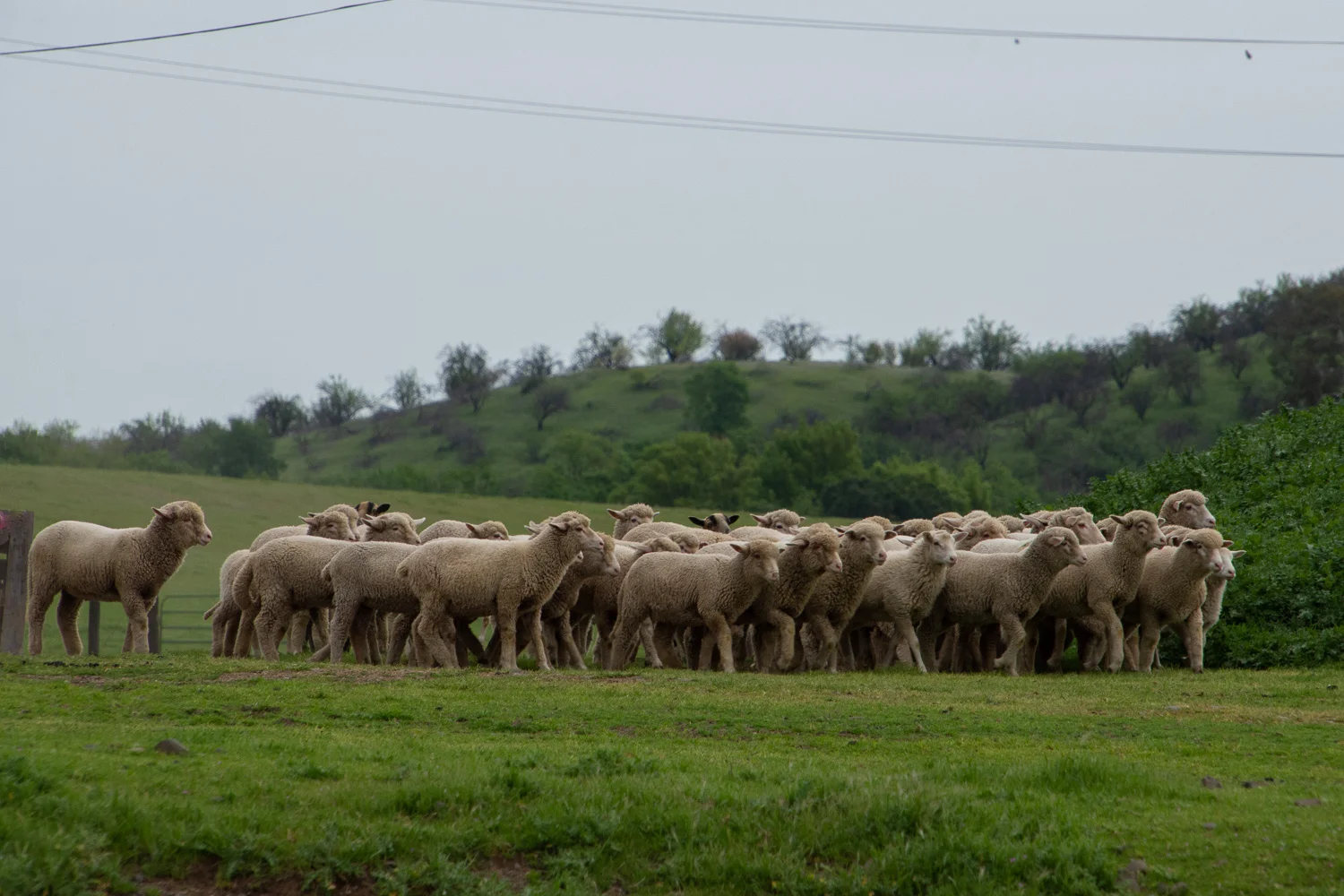 Timm Ranch sheep .