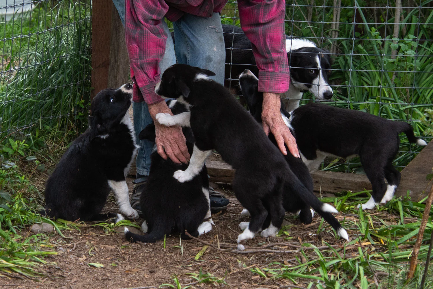 Border Collie puppies