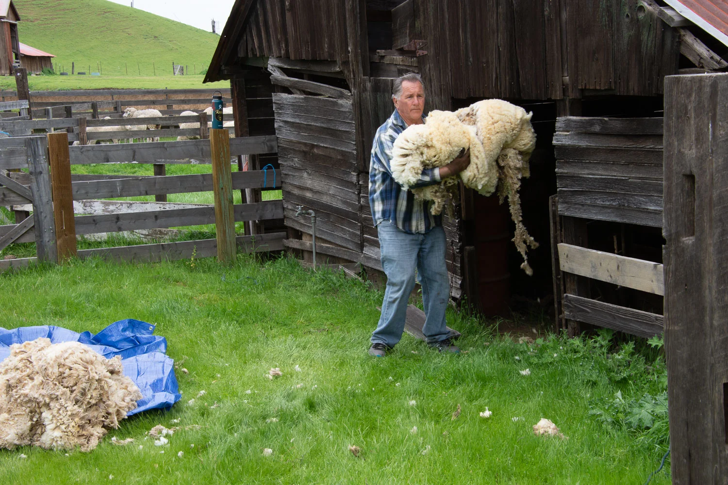 Fresh fleece being carried to the skirting table.