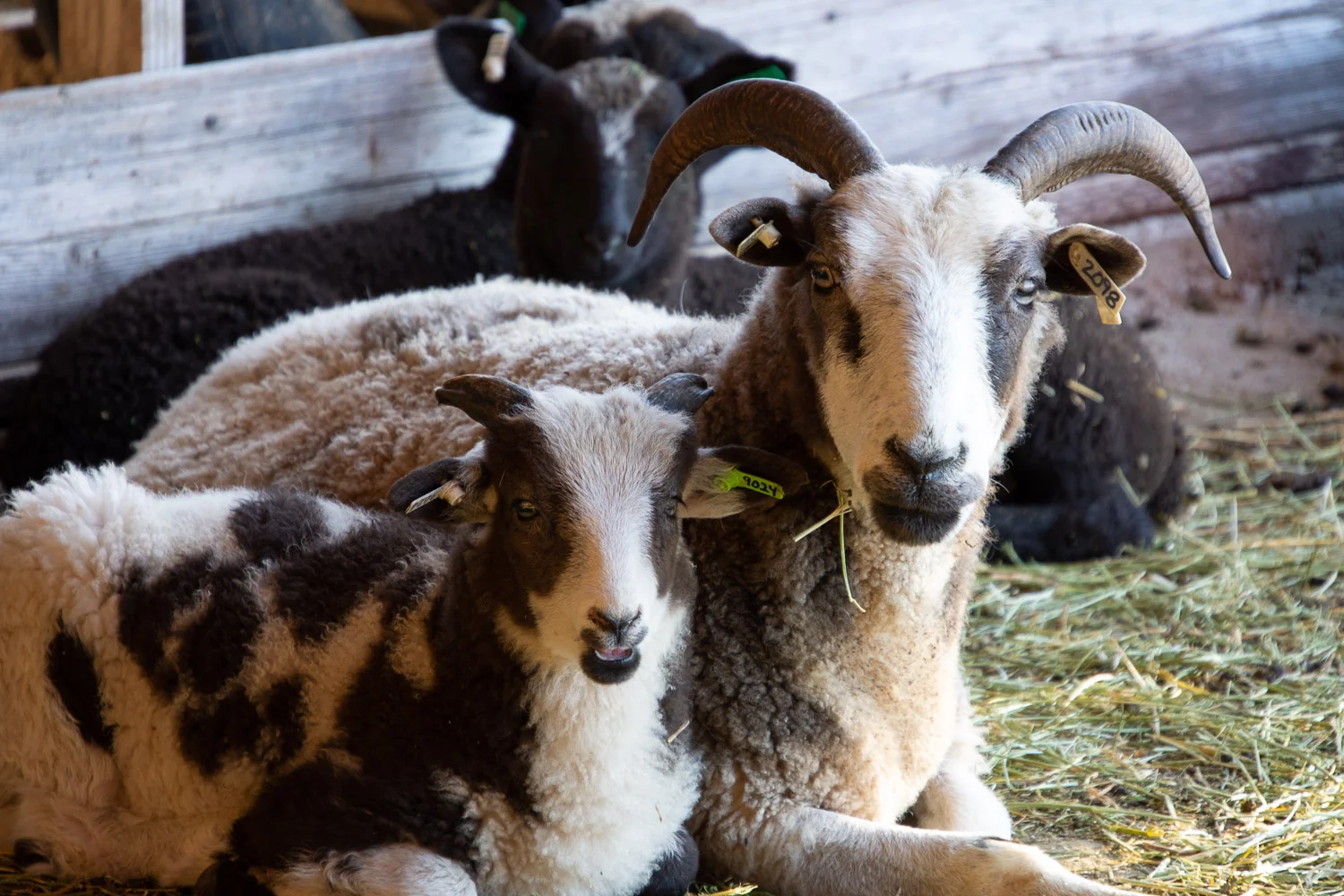 Foxglove and one of her lambs.