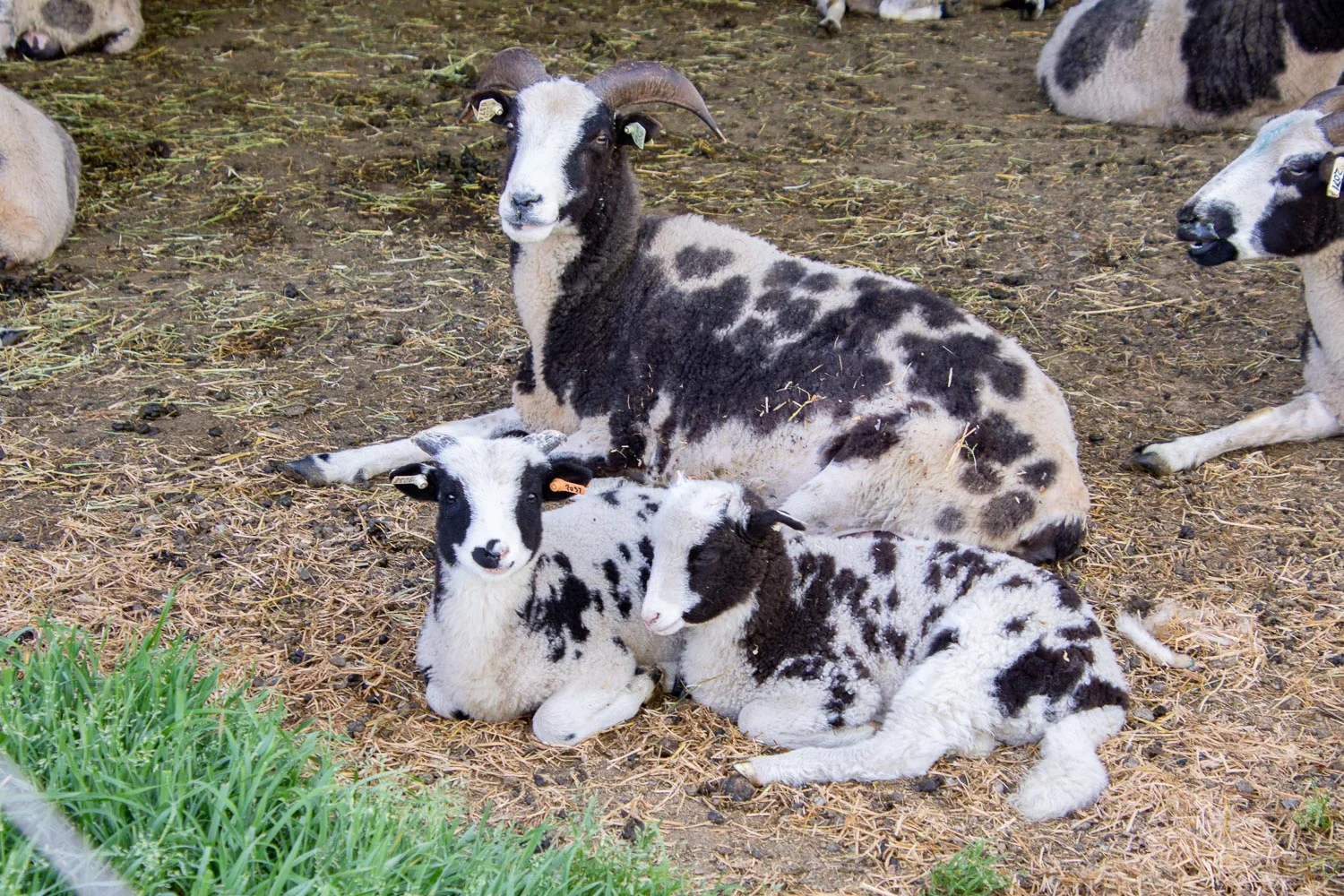Hot Lips and twins. She lambed on the 12-lamb day and I missed docking their tails when the time came.