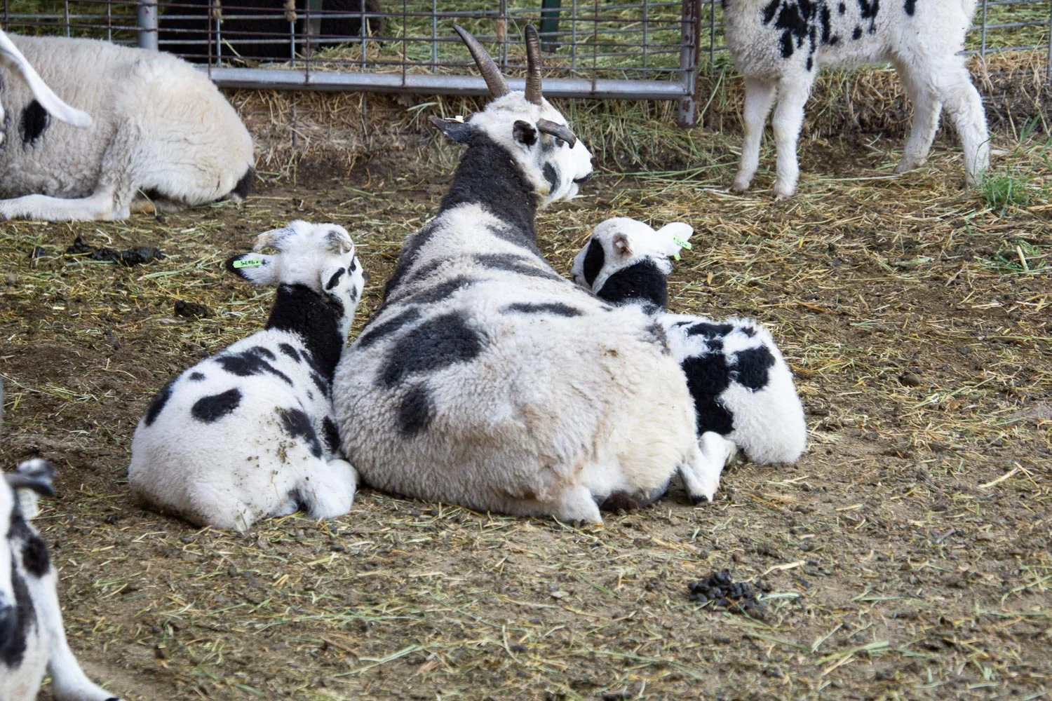 Isadora and lambs.