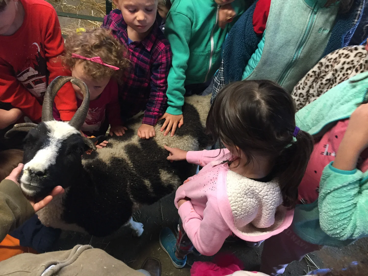 Farm field trip.