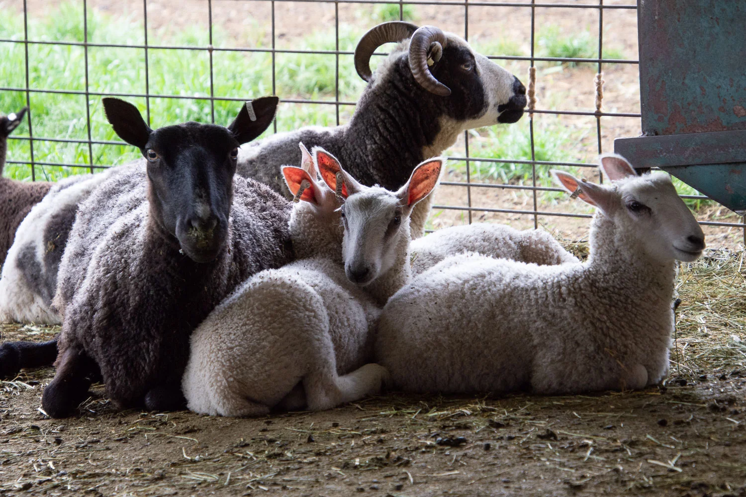 BFL-X triplet lambs