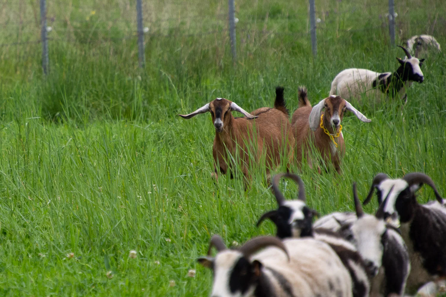 Nubian goats.
