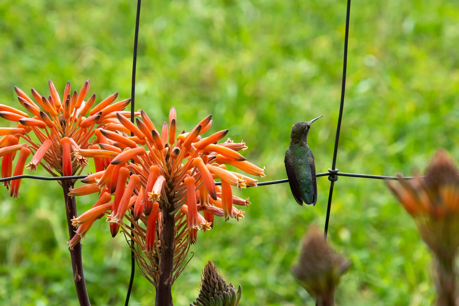 Hummingbird on fence.
